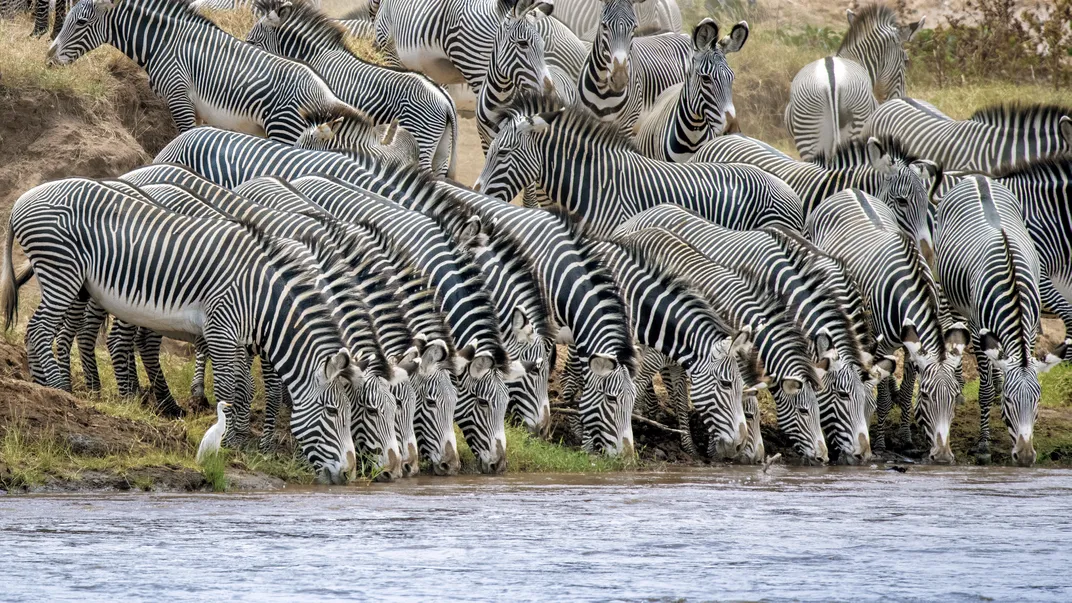 The stripes of more than 20 zebras