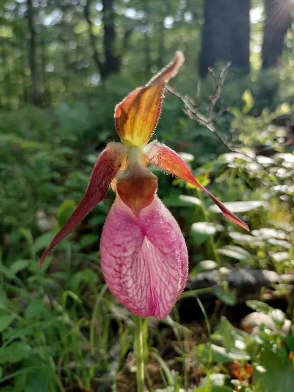 Pink Lady Slipper thumbnail