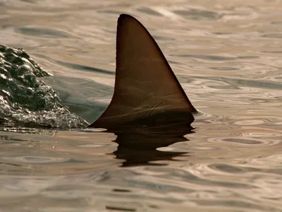 The fin of a blacktip shark glides through the waters in the Bahamas.