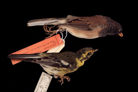 Townsend captured the Oregon dark-eyed junco, above, and the Townsend’s warbler, below, named after him—for now.