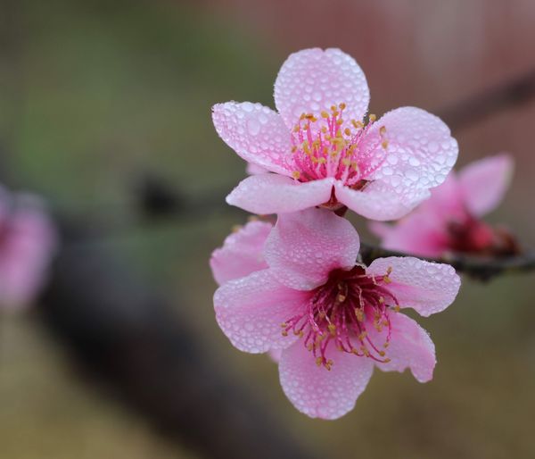 Morning dew on peach blossoms thumbnail