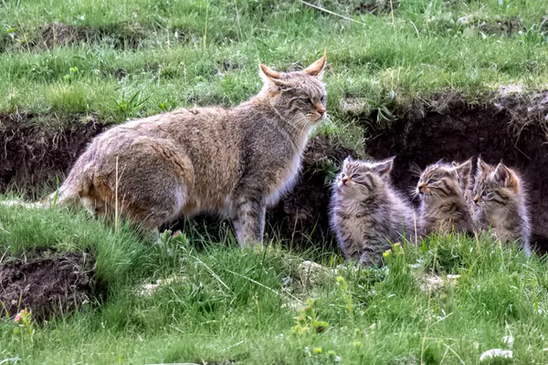 Waiting for order from the Mother thumbnail