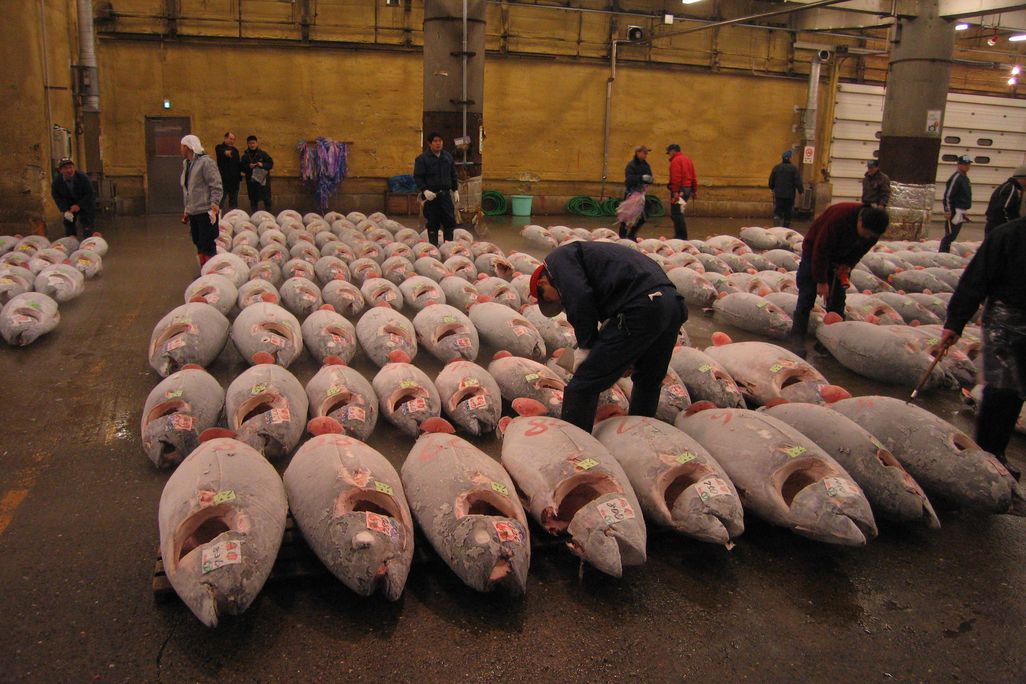 fish