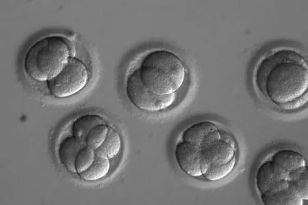 By editing a gene soon after fertilization, scientists were able to successfully fix a disease-causing mutation in human embryos
