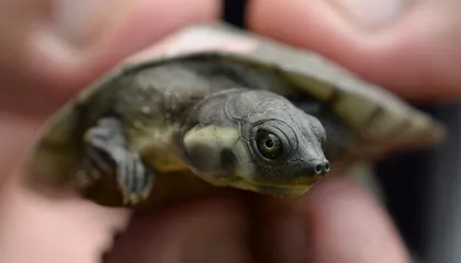 Inside the Local Movement to Recover Colombia&rsquo;s River Turtles