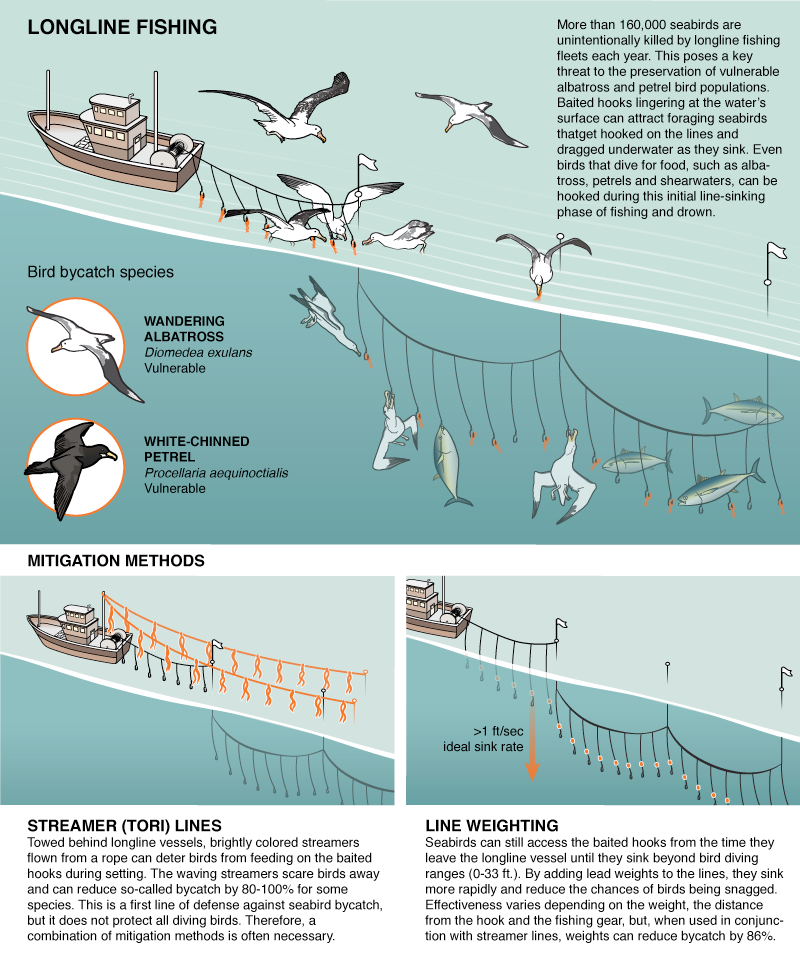 FishAct - How much do you know about longline fishing? Learn more in this  infographic from Greenpeace.