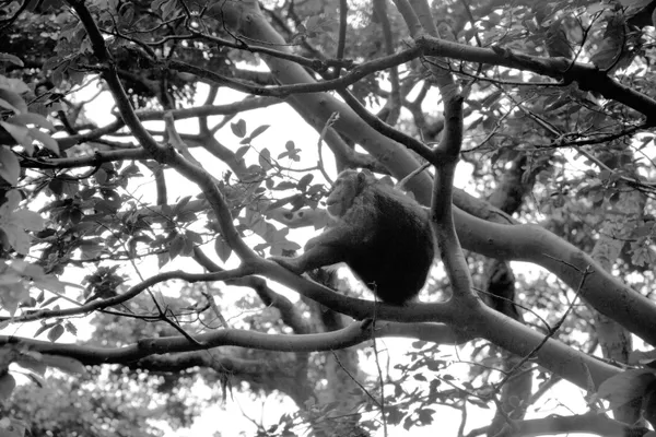 A chimpanzee reflects in a tree thumbnail