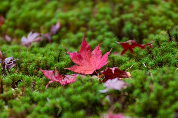 A red maple leaf rests on the manicured lawn of Ginkakuji shrine in Kyoto thumbnail