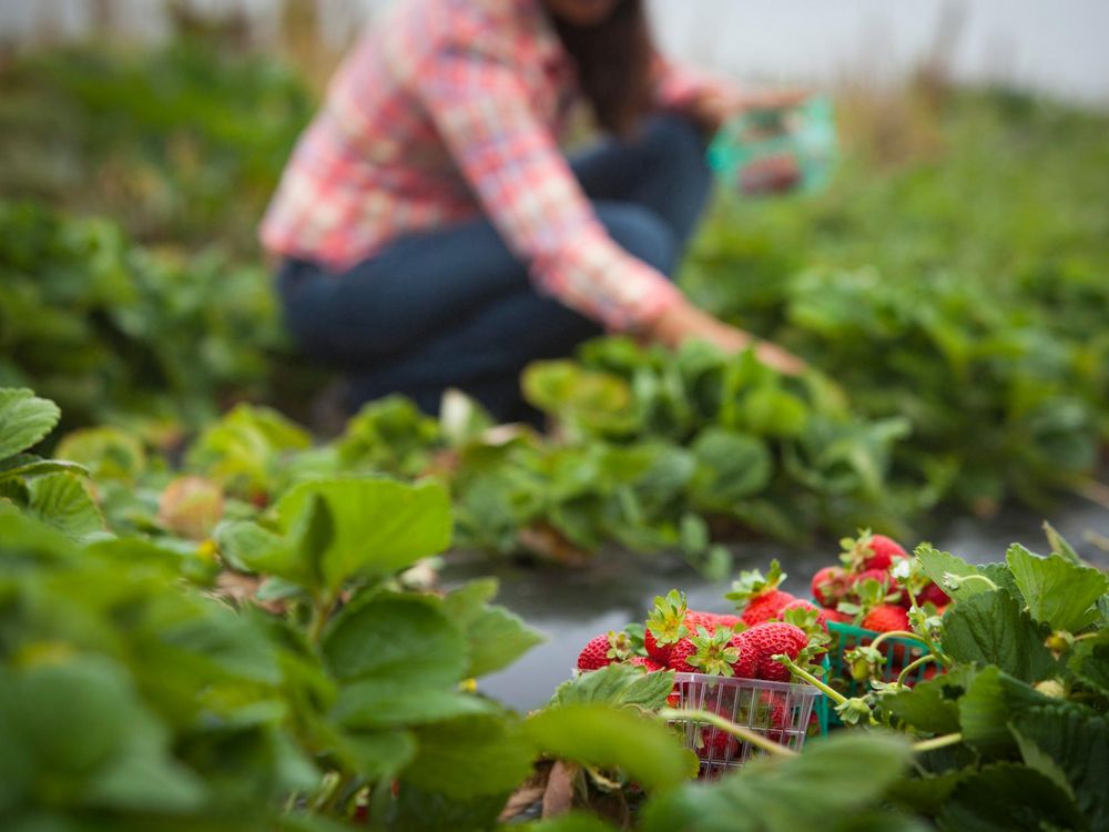 strawberry garden