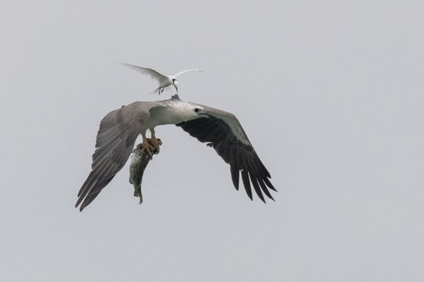 Black-naped Tern mobbing White-bellied Sea-eagle thumbnail