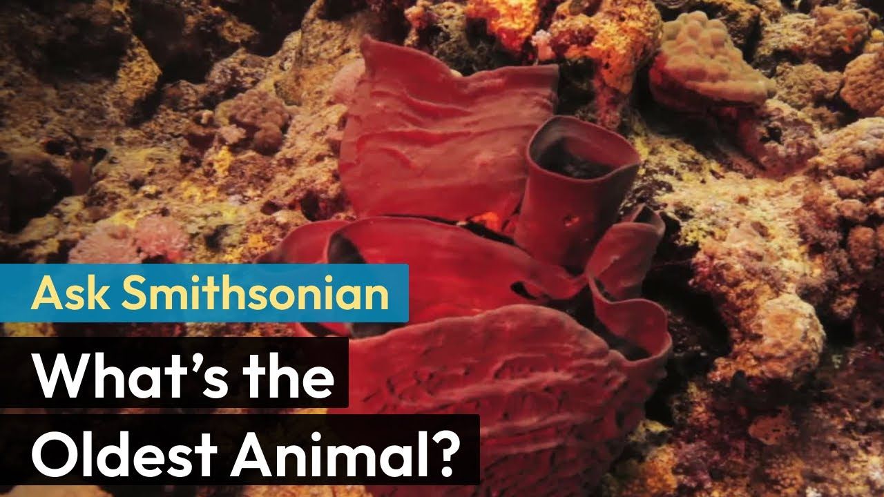 Preview thumbnail for Ask Smithsonian: What’s the Oldest Animal?