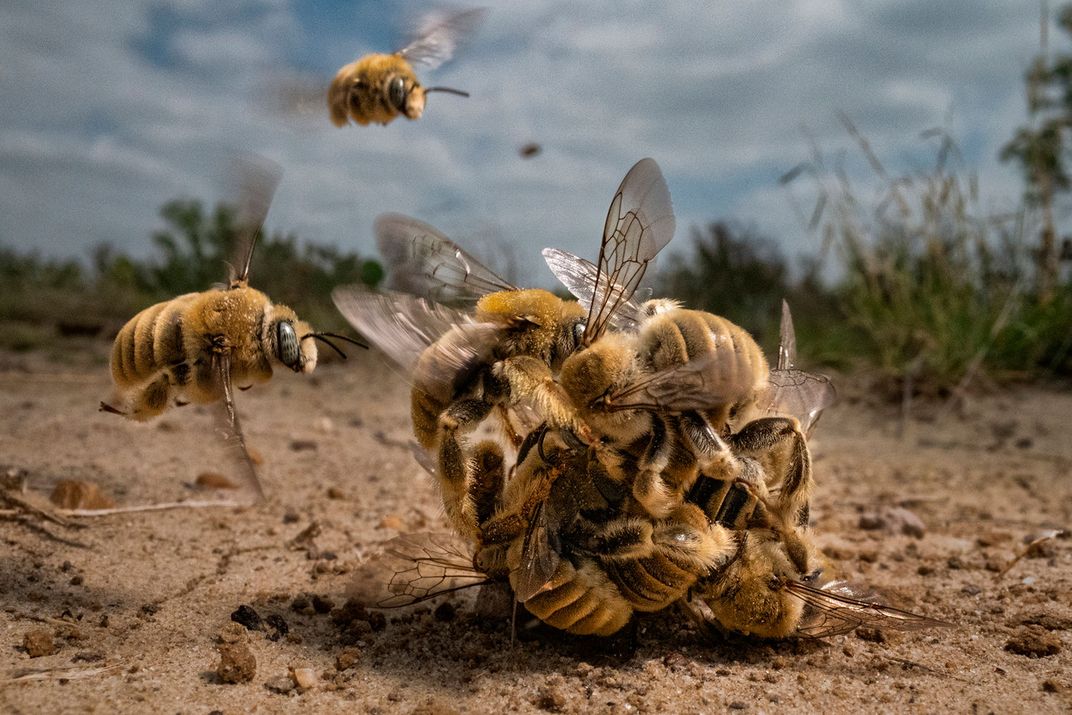 An image of a ball of bees