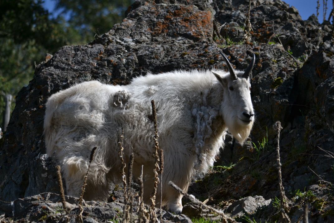 A Mountain Goat up on his rock | Smithsonian Photo Contest ...