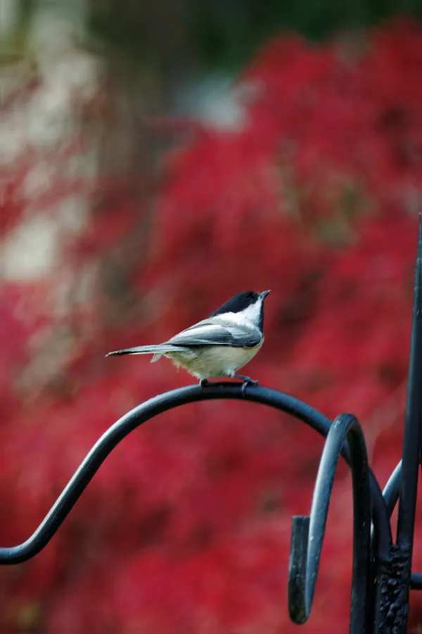 Birds in my backyard - Black-capped Chickadee thumbnail