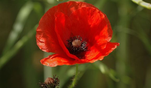 The seeds of common poppy (Papaver rhoeas) only germinate when the soil in which they live is disturbed. Intense fighting during World War I decimated Europe’s physical environment, causing thousands of poppies to bloom where battles once raged. (Gary Houston, CC0 1.0)
