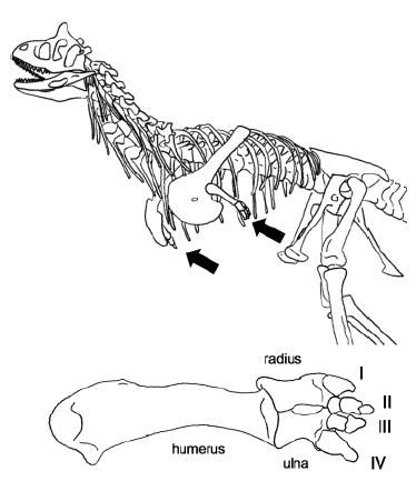 20110520083251abelisaurid-arms.jpg