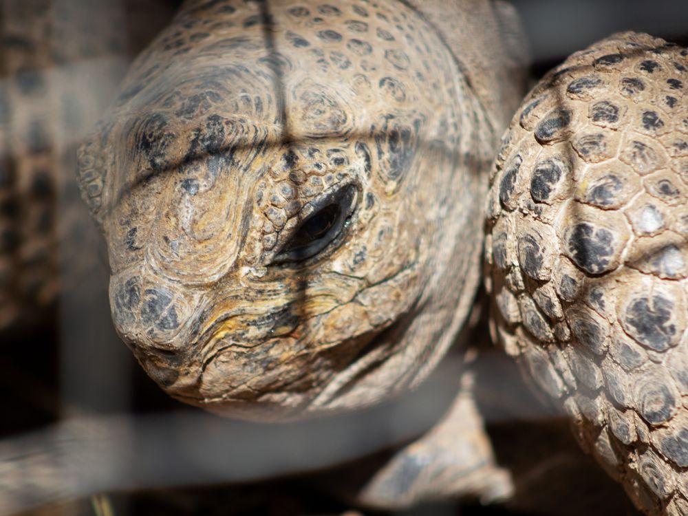 A Sulcata turtle rests in the shade. | Smithsonian Photo Contest ...