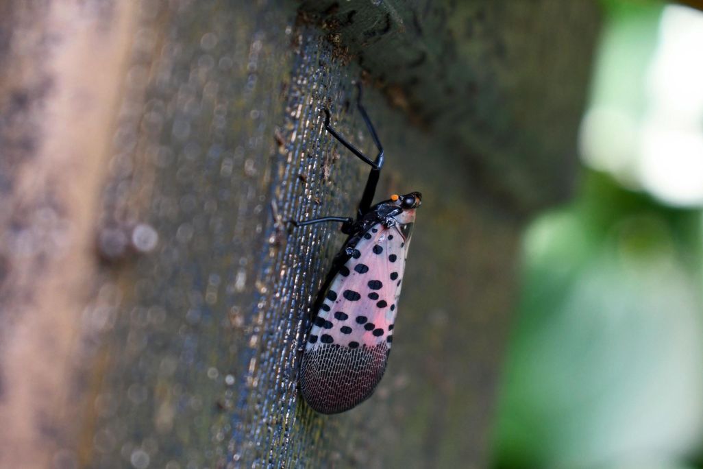 Spotted lanternfly