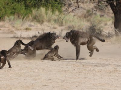 Chacma baboons (Papio ursinus) fight. Infanticide in baboons is driven by a mating structure built on male competition. 