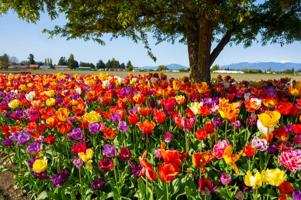 Beautiful Tulips at the Roozengaarde Tulip and Flower Display Garden thumbnail