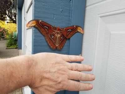 A homeowner spotted the moth on the wall of his garage in early July.