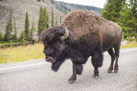 A bison walking on a road in Yellowstone National Park in Wyoming.&nbsp;