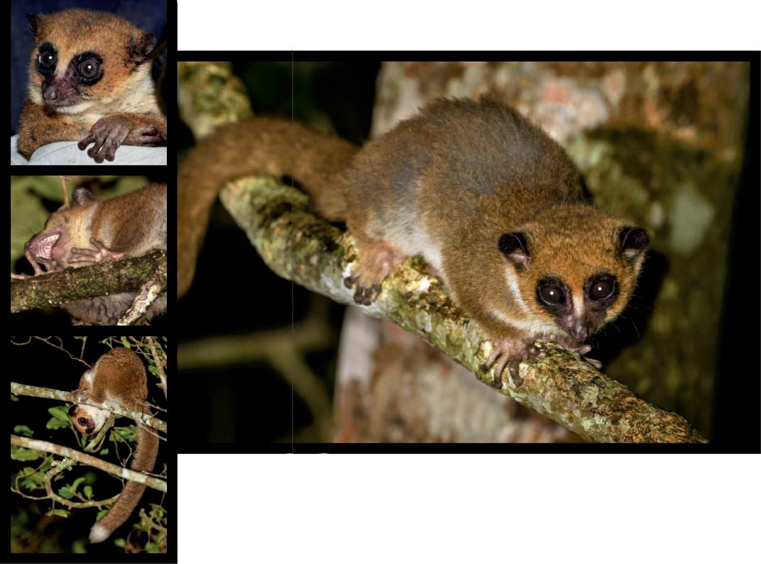 Previously unknown species of dwarf lemur