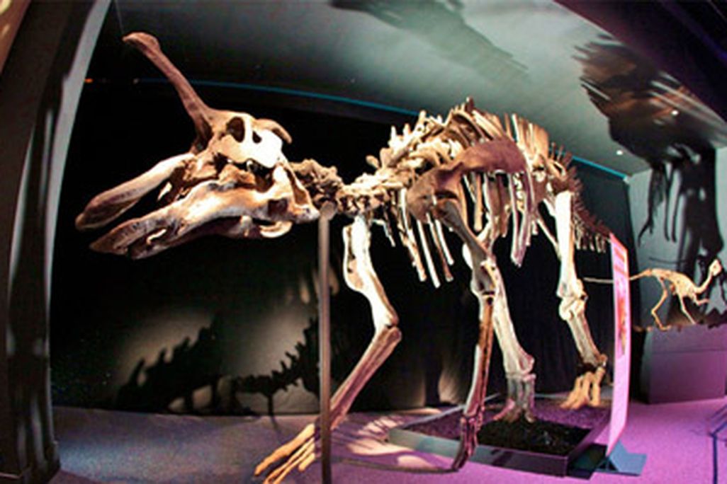 20111214023021franklin-institute-dinosaurs.jpg