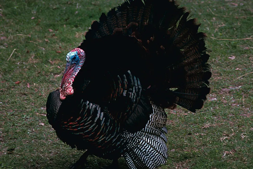 Male turkey