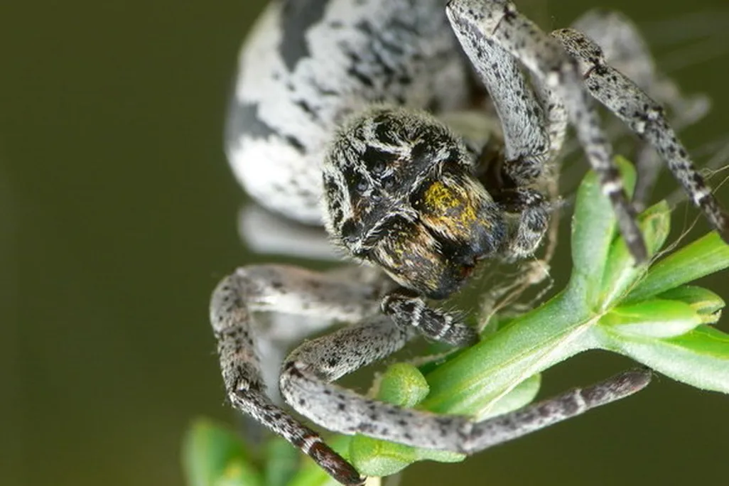 Stegodyphus lineatus