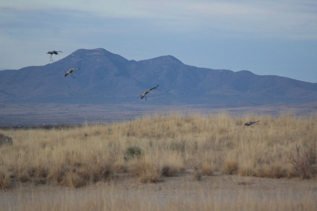 Sandhill Cranes Landing in Arizona Smithsonian Photo Contest