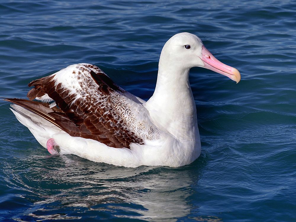 Large white bird with brown wings sitting on water