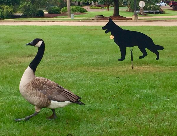 Watchdog Goose Patrol Dog Repellent Strut!” thumbnail