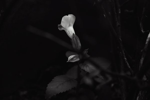 A lonely wishbone flower. thumbnail