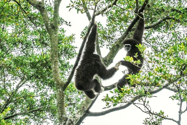 White-handed Gibbons on the Tree thumbnail