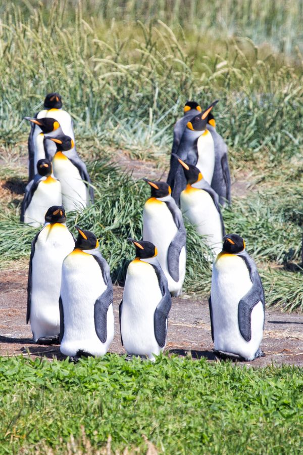 A penguins' party thumbnail