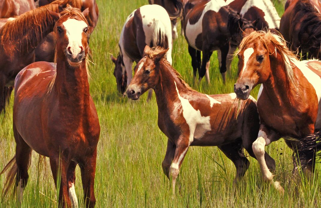 Wild ponies of Chincoteague | Smithsonian Photo Contest | Smithsonian ...