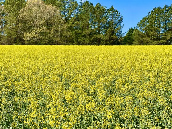 Canola Field thumbnail