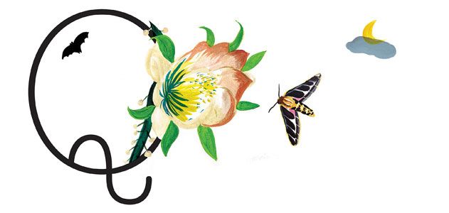 Ask-Smithsonian-butterfly-631.jpg