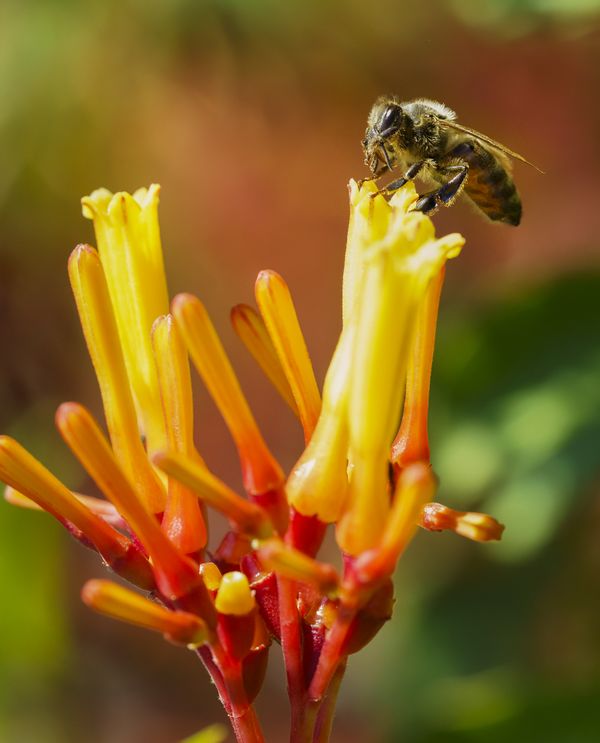 Honeybee on a firebush pollinating the flowers thumbnail