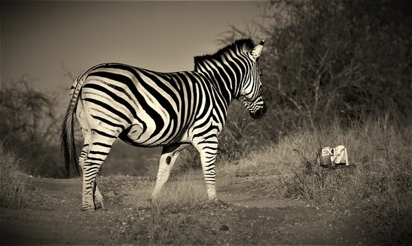 Zebra Has Left The Building ... thumbnail