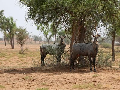 A pair of nilgai, Asia's largest species of antelope.