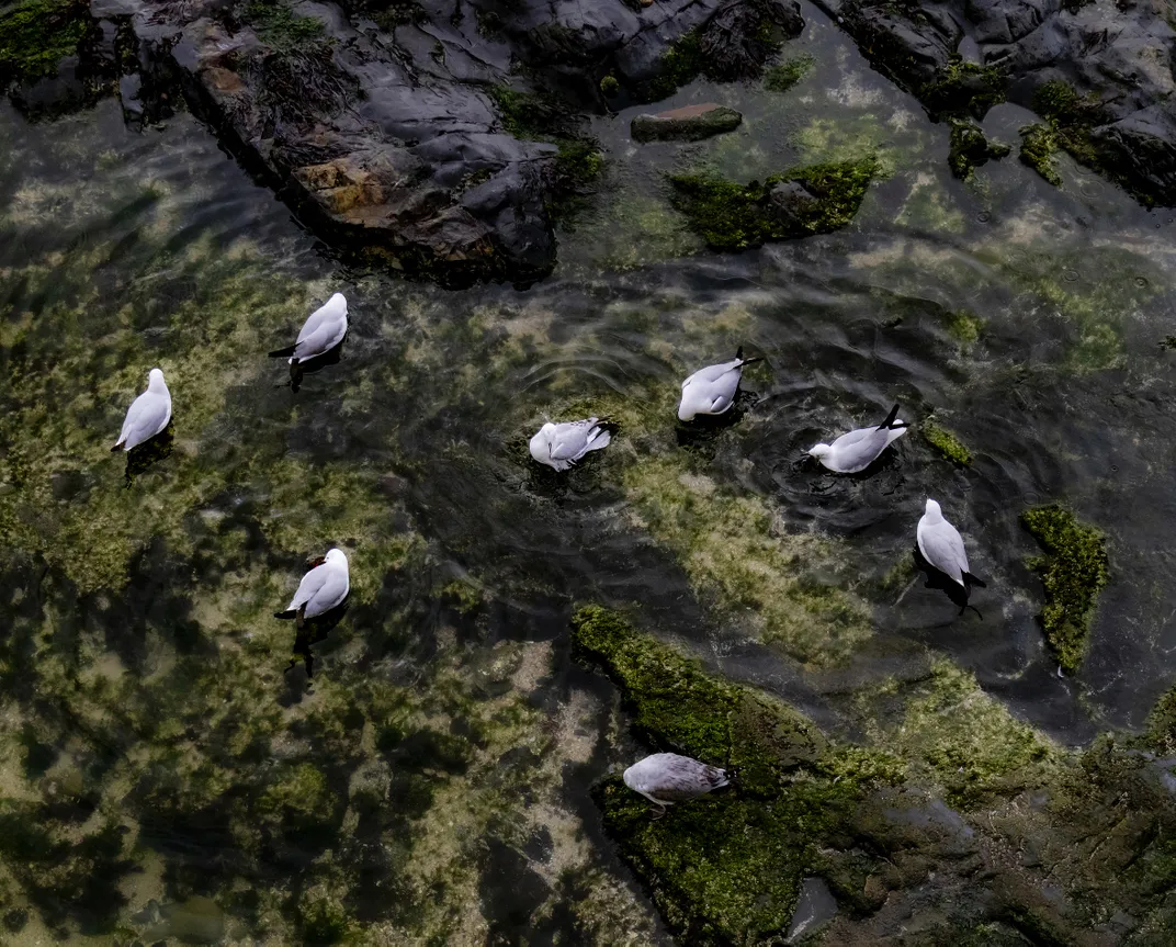 7 - Hartlaub’s gulls bathe below the Sea Point Promenade, where fresh stormwater drains into coastal tide pools.