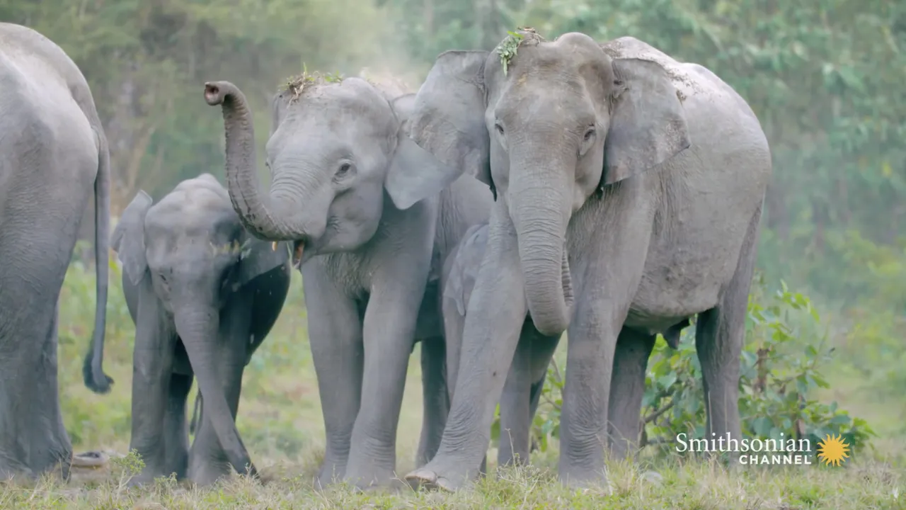 Preview thumbnail for This Salt Lick Doubles as a Reunion Spot for Elephants