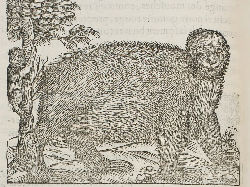 The Strange Nature of the First Printed Illustration of a Sloth | History|  Smithsonian Magazine