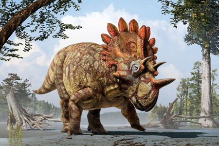 An artistic reconstruction of the Regaliceratops peterhewsi, the newly discovered Triceratops cousin with a built-in crown.