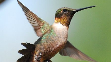 Hummingbirds can bend their beaks in the middle using muscles in their head, but no one has checked to see whether other birds can do the same thing.