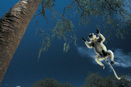 A verreaux's sifaka lemur can jump 30 feet