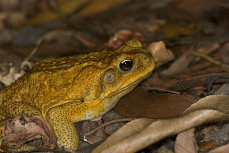 A cane toad (Rhinella marina) at Fogg Dam Conservation Reserve, Northern Territory, Australia.