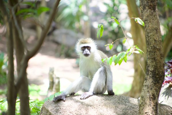 A vervet monkey sunbathes thumbnail